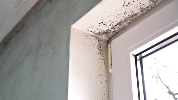 Best Water Damage & Mold Remediation  in Ramseur, NC