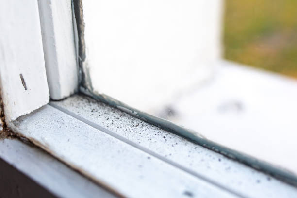 Best Attic Mold Removal  in Ramseur, NC