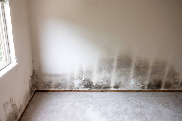 Best Mold Odor Removal Services  in Ramseur, NC